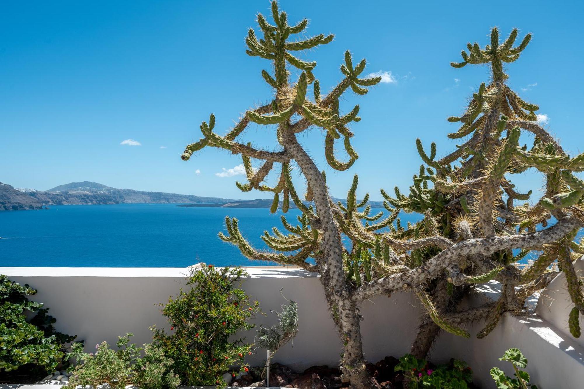 Passion Blue Oia